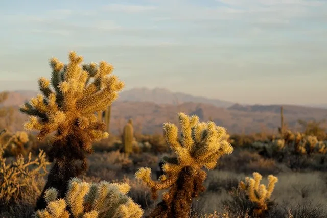 Scottsdale Sonoran Desert Jeep Tour - Image 3