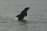 Orange Beach Dolphin and Nature Eco Tour 2 hr thumbnail 5