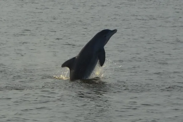 Orange Beach Dolphin and Nature Eco Tour 2 hr - Image 5