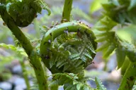 Juneau Segway Rainforest Tour thumbnail 1
