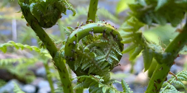 Juneau Segway Rainforest Tour - Image 1