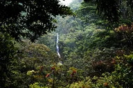 Honolulu Manoa Waterfall Hike with Lunch 5 hr thumbnail 1