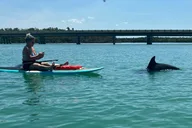 Naples Dolphin and Manatee Adventure Tour thumbnail 3