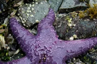 Ketchikan Snorkeling Adventure at Mountain Point thumbnail 5
