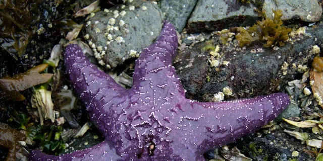 Ketchikan Snorkeling Adventure at Mountain Point - Image 5