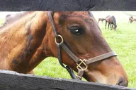 Lexington Triple Crown Experience thumbnail 2