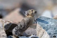 West Yellowstone Family Fun Tour thumbnail 3