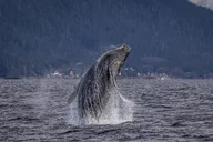 Whale and Wildlife Viewing Tour thumbnail 1