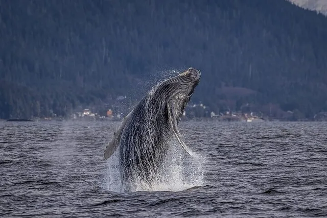 Whale and Wildlife Viewing Tour - Image 1