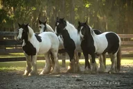 Ocala Gypsy Gold Horse Farm Walking Tour thumbnail 4