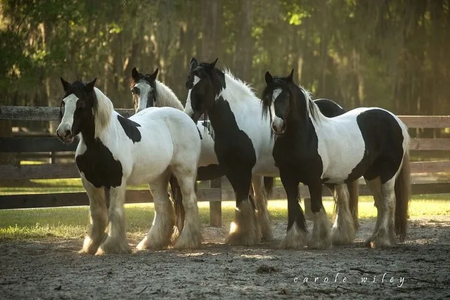 Ocala Gypsy Gold Horse Farm Walking Tour - Image 4