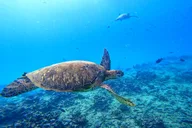 Waikiki Turtle Snorkeling Tour thumbnail 2
