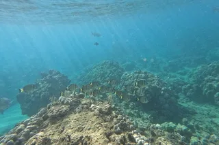 Honolulu Snorkeling Tour at Hanauma Bay 4 hr