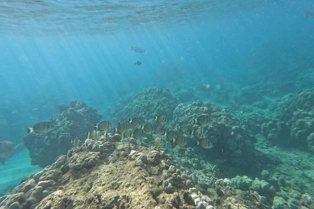Honolulu Snorkeling Tour at Hanauma Bay 4 hr - Image 1