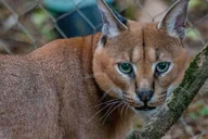 Memphis Zoo Entry Ticket thumbnail 6
