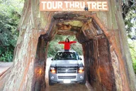 San Francisco Avenue of the Giants Redwoods Day Trip thumbnail 1