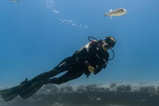 Honolulu Coral Reef Scuba Tour with Sea Turtles 4 hr