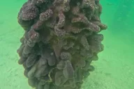 Sarasota Clear Kayak Mangrove Tunnel Tour thumbnail 4