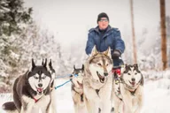 Fairbanks Dog Sledding Adventure thumbnail 3