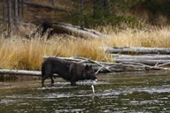 Yellowstone Upper Loop Wildlife Adventure thumbnail 4