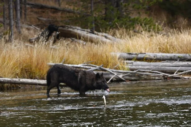 Yellowstone Upper Loop Wildlife Adventure - Image 4