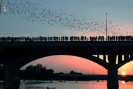 Austin Bat Kayak Tour at Sunset 2 hr thumbnail 1