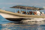 Kailua-Kona Snorkeling Tour with Lunch 4 hr thumbnail 3