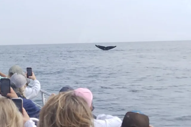 Portland Whale Watching Tour - Image 5