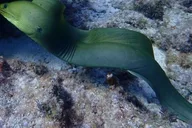 Key Largo Snorkeling Trip thumbnail 4
