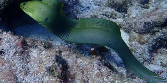 Key Largo Snorkeling Trip - Image 4