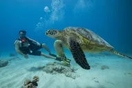 Oahu Certified Diver 2-Tank Reef Dive thumbnail 2