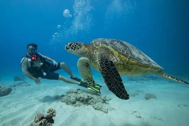 Oahu Certified Diver 2-Tank Reef Dive - Image 2