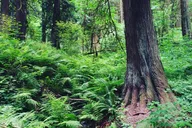 Portland Outdoor Tea Ceremony Experience thumbnail 5