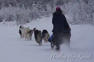 Fairbanks Dogsled Adventure with Homestead Tour thumbnail 3