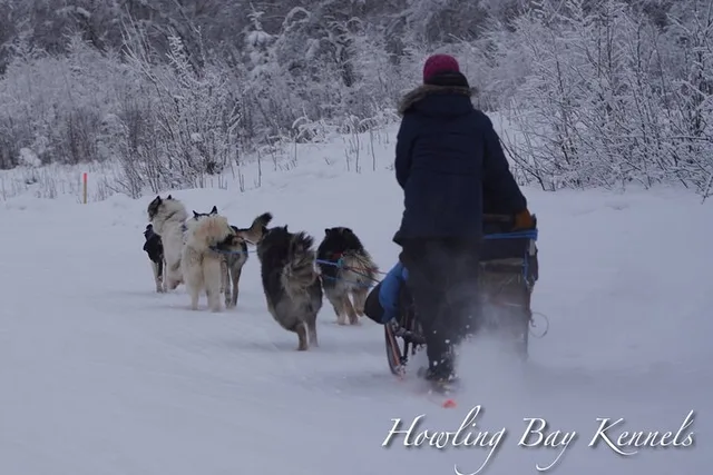 Fairbanks Dogsled Adventure with Homestead Tour - Image 3