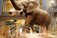 Washington DC Smithsonian Museum Tour 5.5 hr thumbnail 2