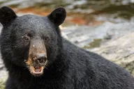 Ketchikan Bear Viewing Tour by Land and Sea thumbnail 5