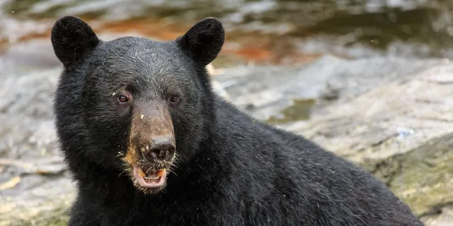 Ketchikan Bear Viewing Tour by Land and Sea - Image 5