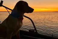 Port Aransas Dolphin Watch and Sunset Boat Tour thumbnail 6