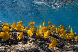 Kealakekua Bay Snorkel and Dolphin Watch