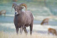 Yellowstone Winter Wildlife and Snowshoe Tour thumbnail 5