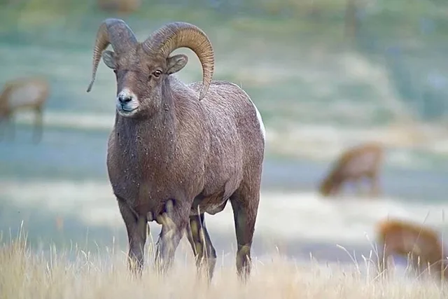 Yellowstone Winter Wildlife and Snowshoe Tour - Image 5