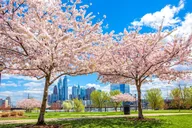 Philadelphia Cherry Blossom Tour from New York thumbnail 3