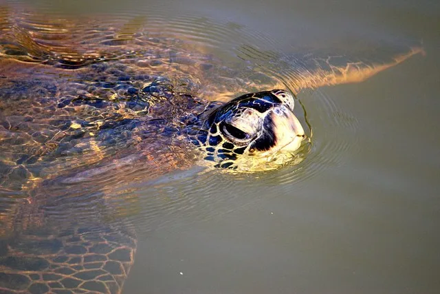 Haleiwa Stand Up Paddle at Twilight - Image 3