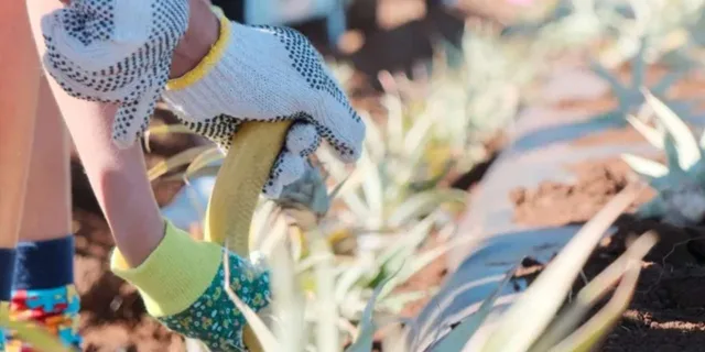 Maui Pineapple Planting Experience 2 hr - Image 1