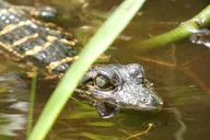 Seminole Forest Kayak Adventure on Blackwater Creek thumbnail 2