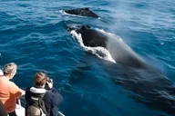 Kona Whale Watching Tour Midday 2 hr thumbnail 1