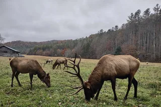 Elk Wilderness UTV Adventure in the Smokies 3 hr