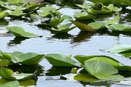 Miami Everglades Airboat Tour with Transportation thumbnail 5