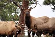 Denver Rocky Mountain National Park Tour thumbnail 3